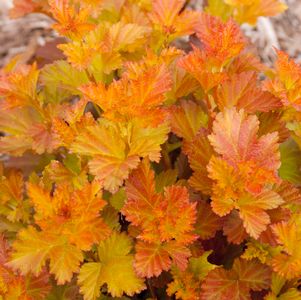 PHYSOCARPUS OP. `AMBER JUBILEE`