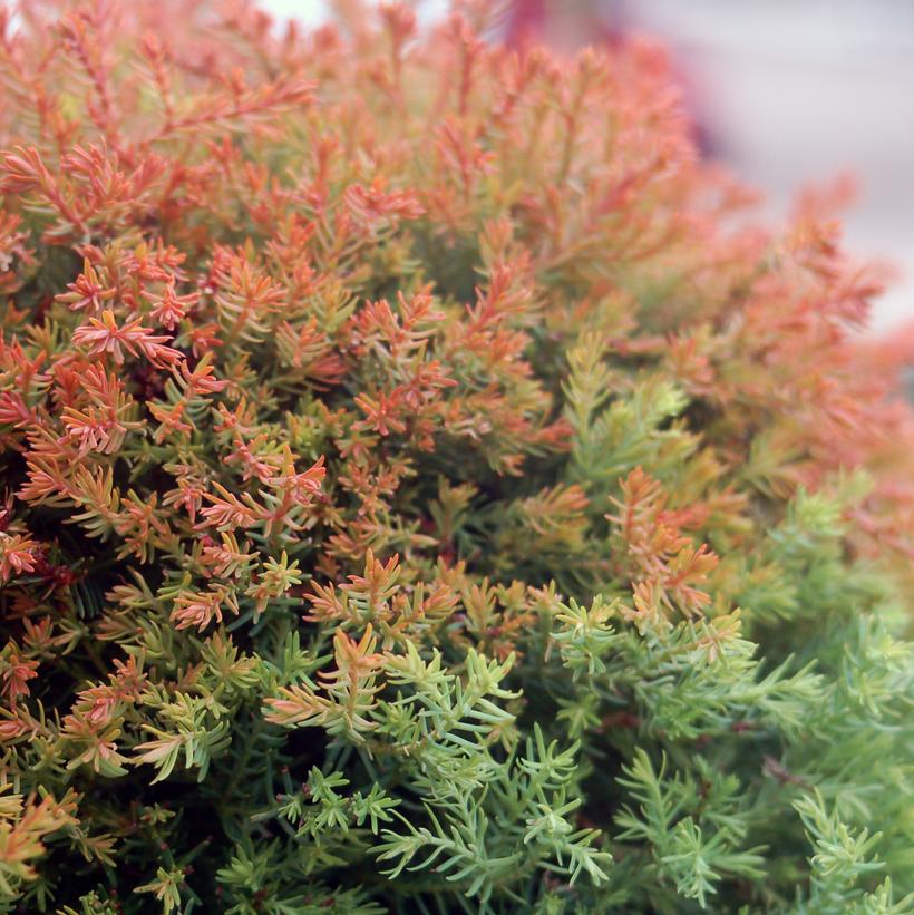 THUJA OCCIDENTALIS `FIRE CHIEF`