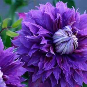 CLEMATIS `DIAMANTINA`