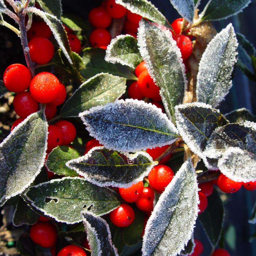 ILEX VERTICILLATA `RED SPRITE`