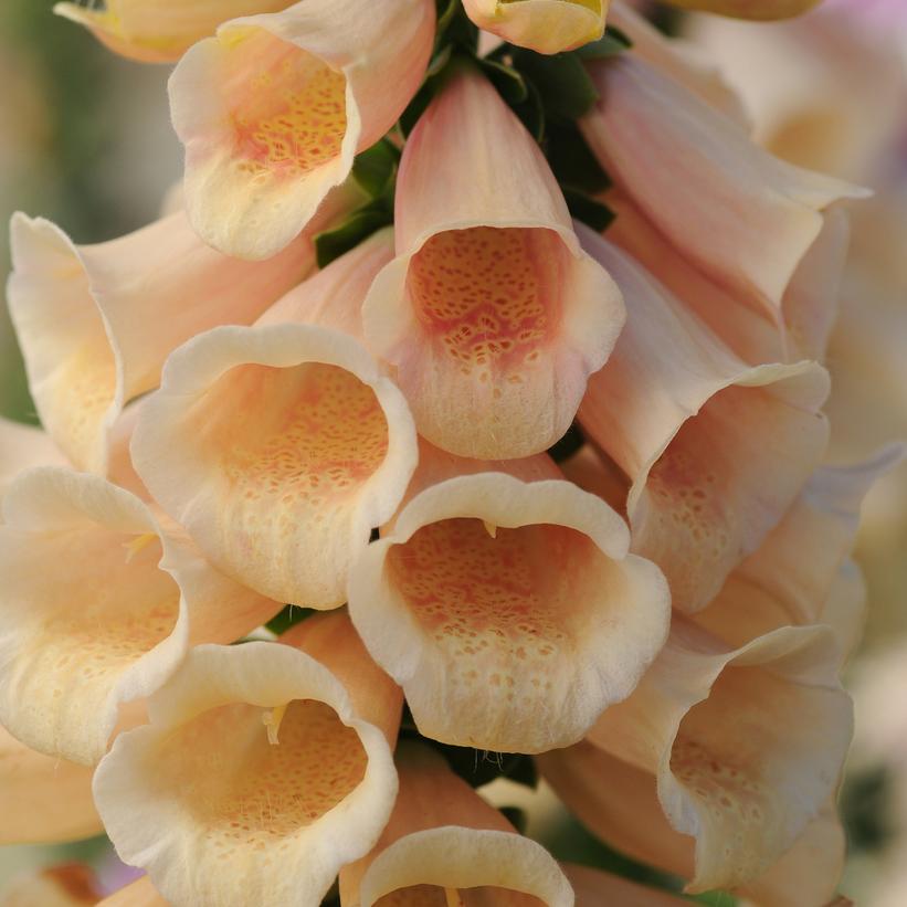 DIGITALIS PURPUREA `DALMATION PEACH`