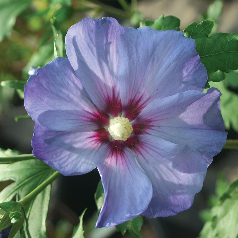 HIBISCUS SYR. `AZURRI BLUE SATIN`