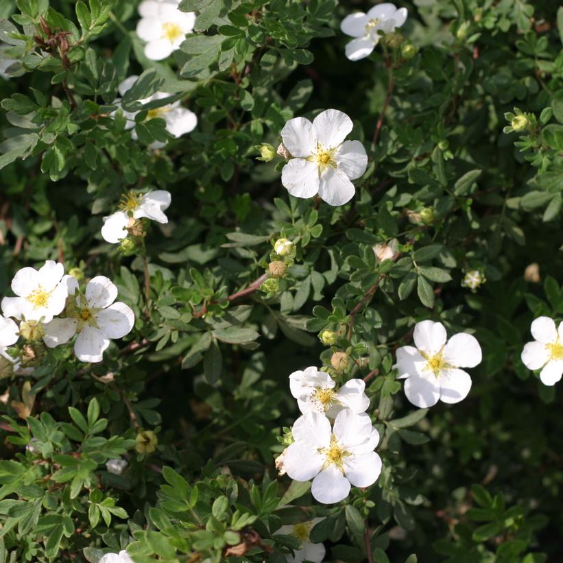 POTENTILLA FRUTICOSA HAPPY FACE `WHITE`