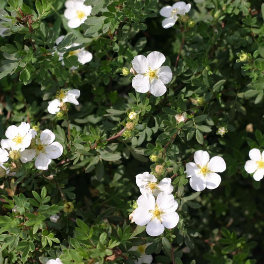POTENTILLA FRUTICOSA HAPPY FACE `WHITE`