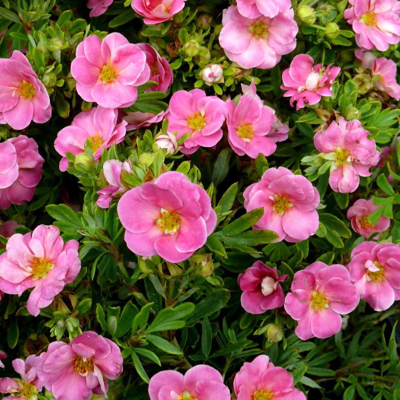 POTENTILLA FRUTICOSA HAPPY FACE `PINK PARADISE`