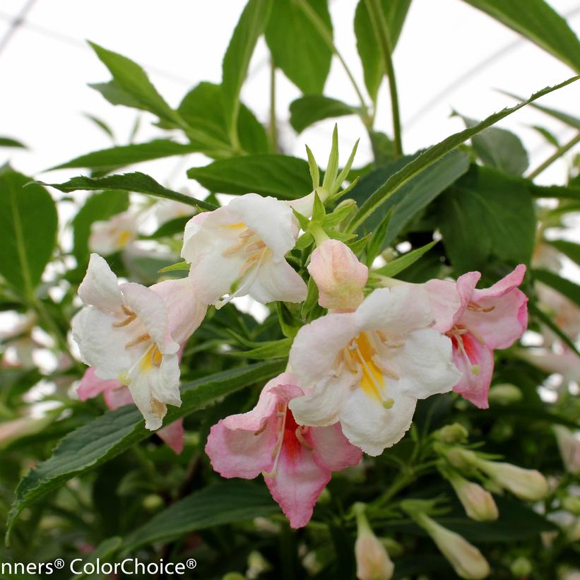 WEIGELA `SONIC BLOOM PEARL`