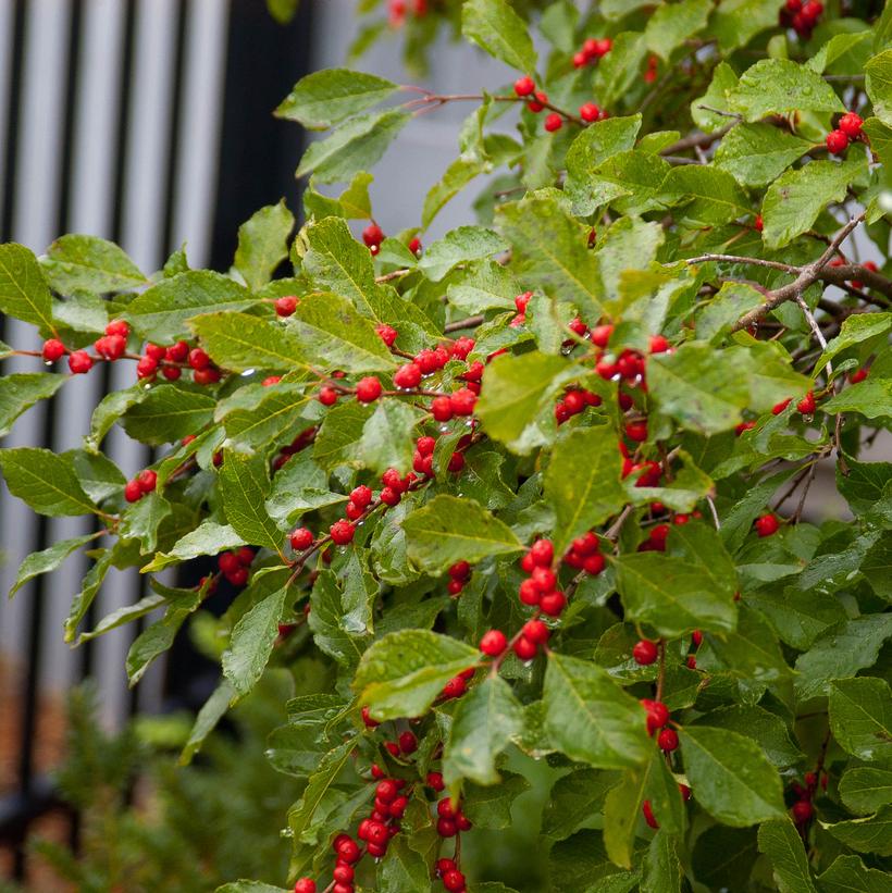 ILEX VERTICILLATA `WILDFIRE`