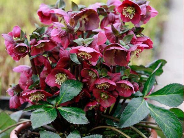 HELLEBORUS X FROSTKISS `ANNA`S RED`