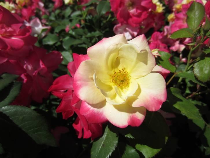 ROSA `CAMPFIRE`