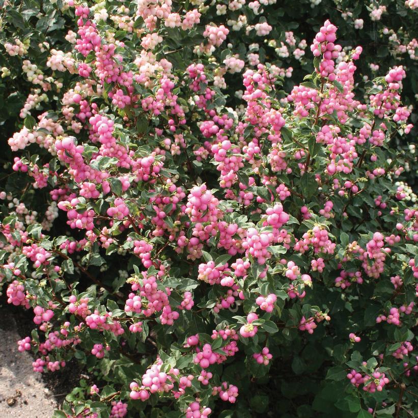 SYMPHORICARPOS X DOOR. `CANDY`