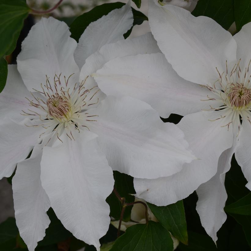 CLEMATIS `HYDE HALL`