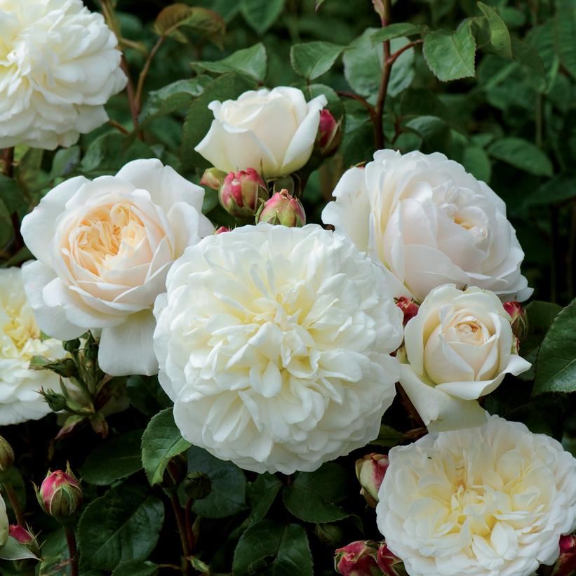 ROSA `TRANQUILITY`