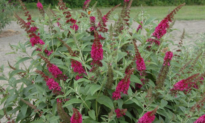 BUDDLEIA X `MISS MOLLY`