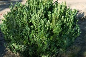 BUXUS MICRO. JAP. `GREEN MOUNTAIN`