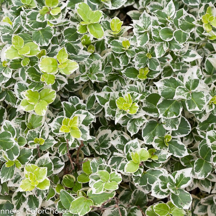 EUONYMUS FORTUNEI `WHITE ALBUM`