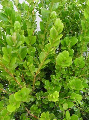 BUXUS MICRO. `WINTER GEM`