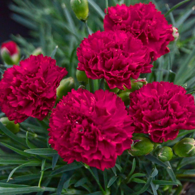 DIANTHUS F.P. `CRANBERRY COCKTAIL`