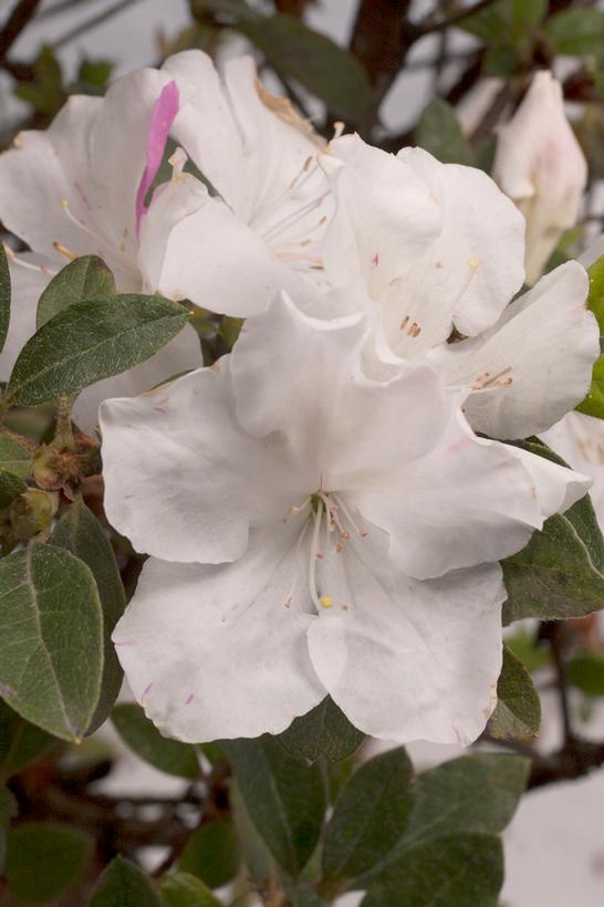AZALEA ENCORE `AUTUMN LILY`