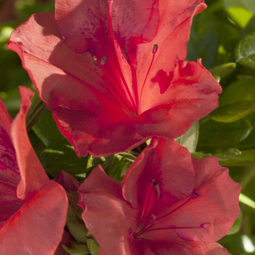 AZALEA ENCORE `AUTUMN SUNSET`