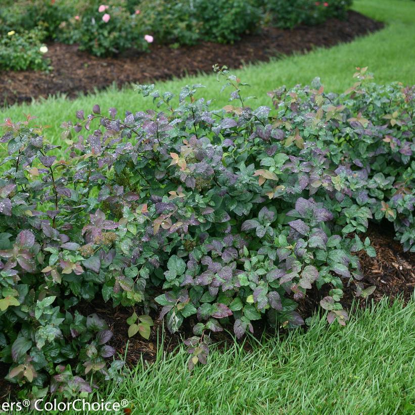 SPIRAEA JAPONICA DOUBLE PLAY `BLUE KAZOO`