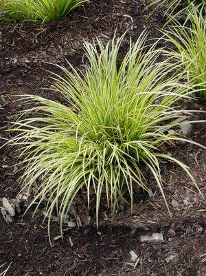 CAREX MORROWII `EVERGOLD`