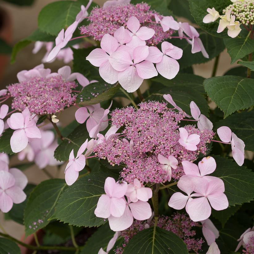 HYDRANGEA M L.D. `DIVA`