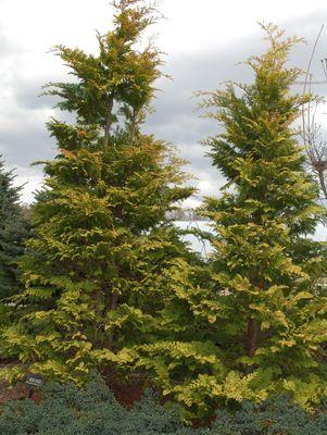 CHAMAECYPARIS OBTUSA `CRIPPSII`