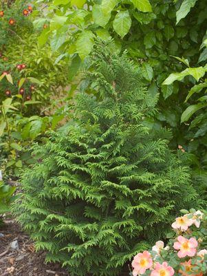 CHAMAECYPARIS PISIFERA `SOFT SERVE`