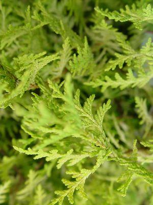 CHAMAECYPARIS PISIFERA `VINTAGE GOLD`