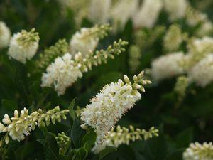 CLETHRA `SUGARTINA CRYSTALINA`