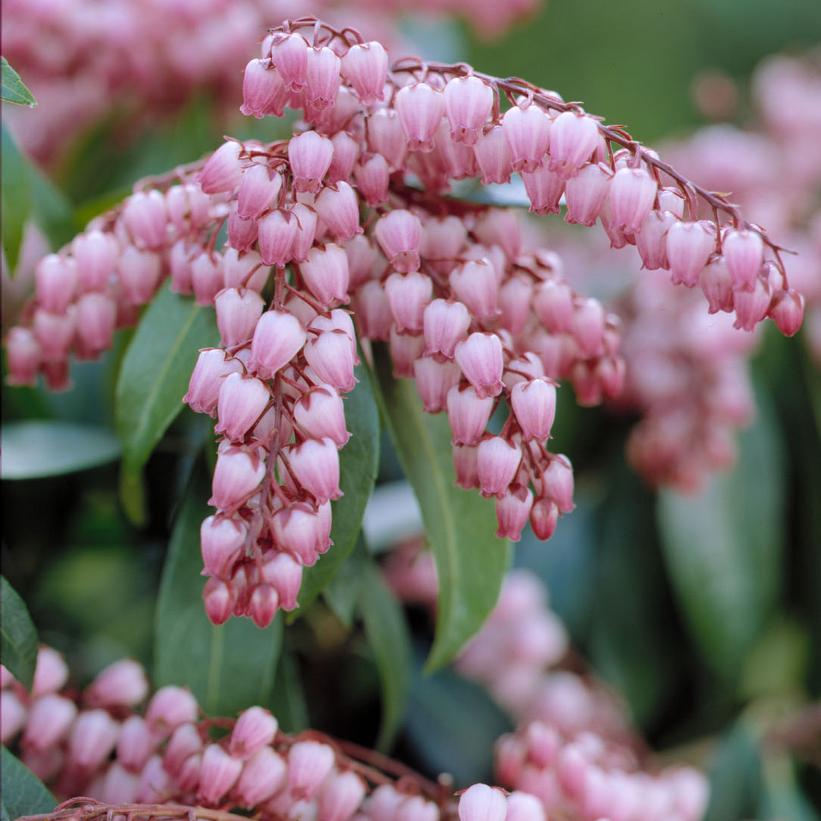 PIERIS JAPONICA `KATSURA`