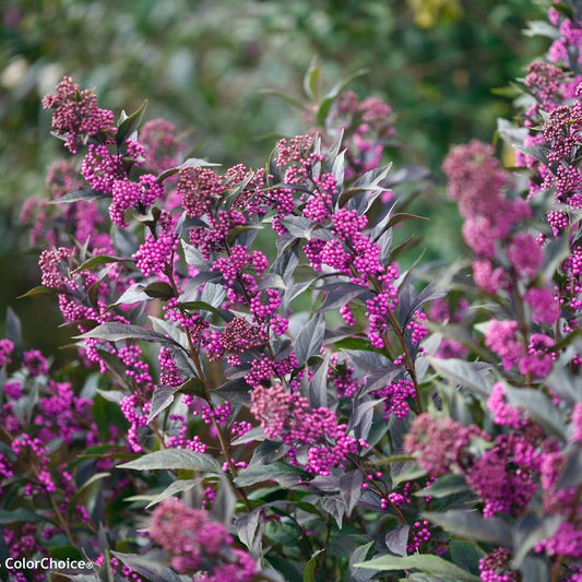 CALLICARPA X `PEARL GLAM`
