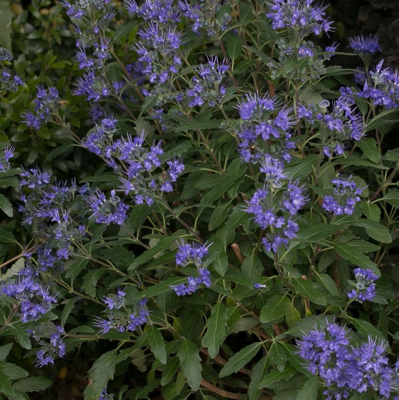 CARYOPTERIS X CLAND. `BEYOND MIDNIGHT`