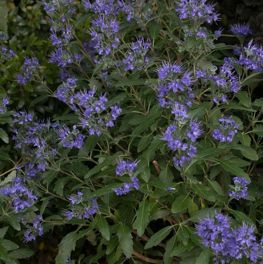 CARYOPTERIS X CLAND. `BEYOND MIDNIGHT`