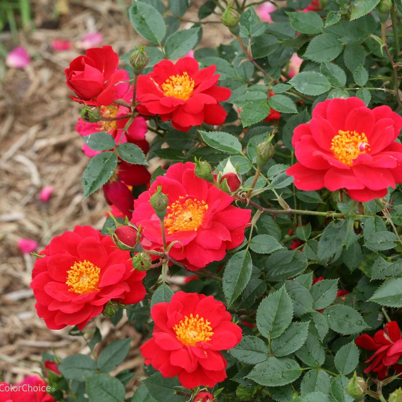 ROSA `OSO EASY URBAN LEGEND`