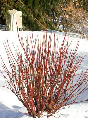 CORNUS STOLONIFERA `ARCTIC FIRE RED`