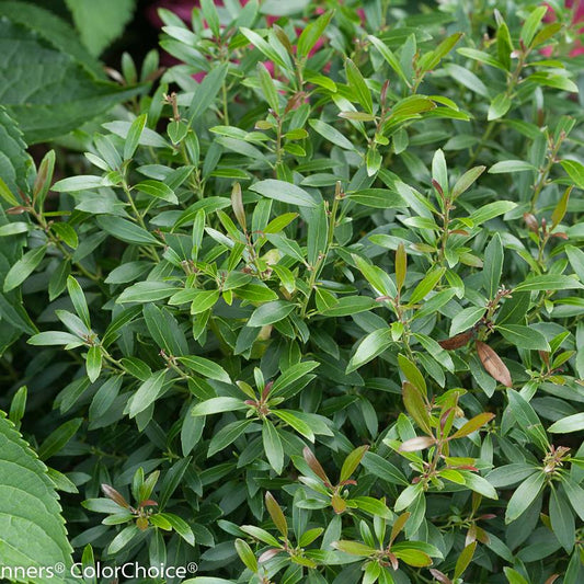 ILEX GLABRA `GEM BOX`