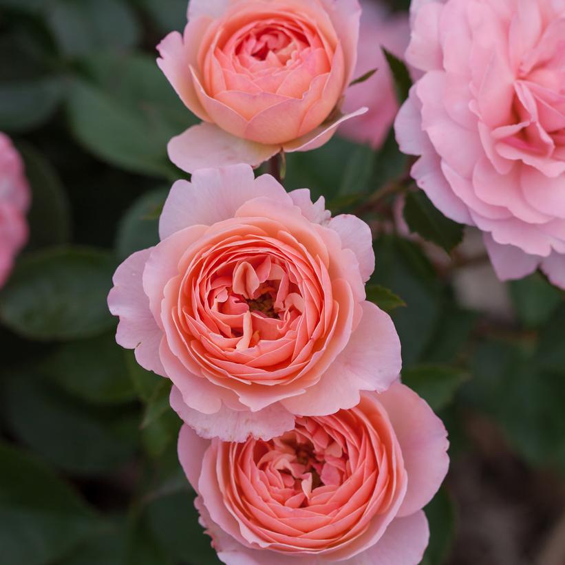 ROSA EE `CALYPSO`