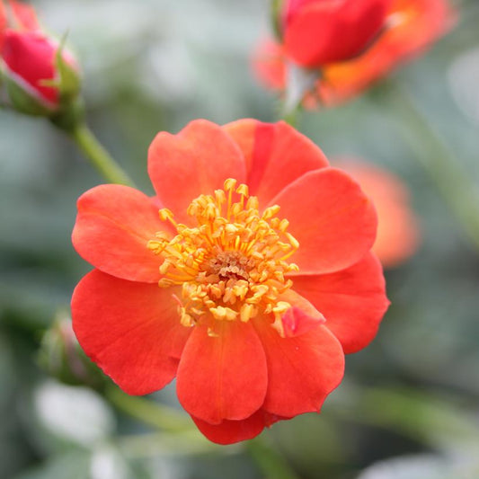 ROSA `OSO EASY HOT PAPRIKA`
