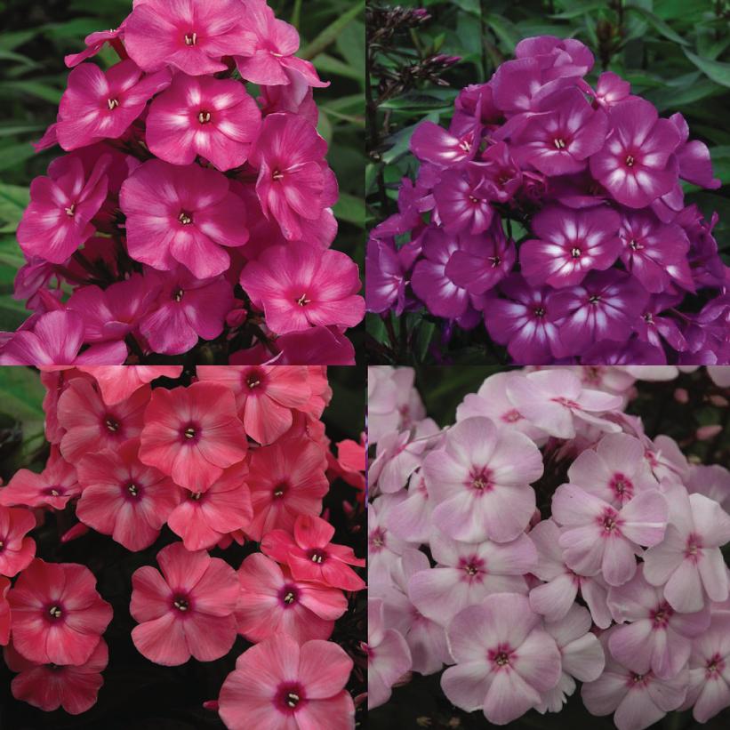 PHLOX `MEDLEY MIX`