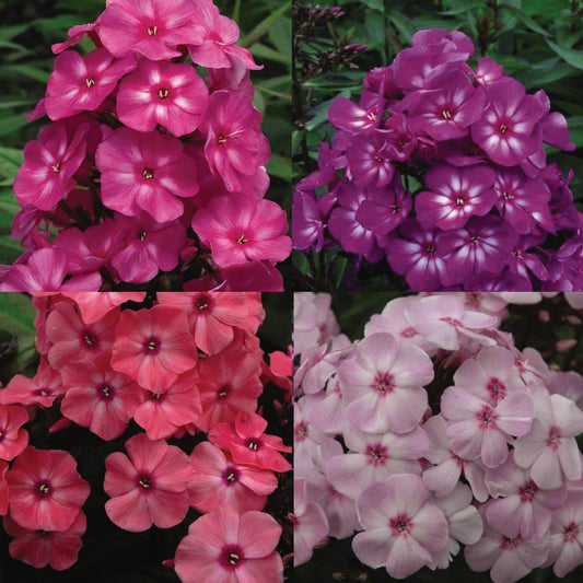 PHLOX `MEDLEY MIX`