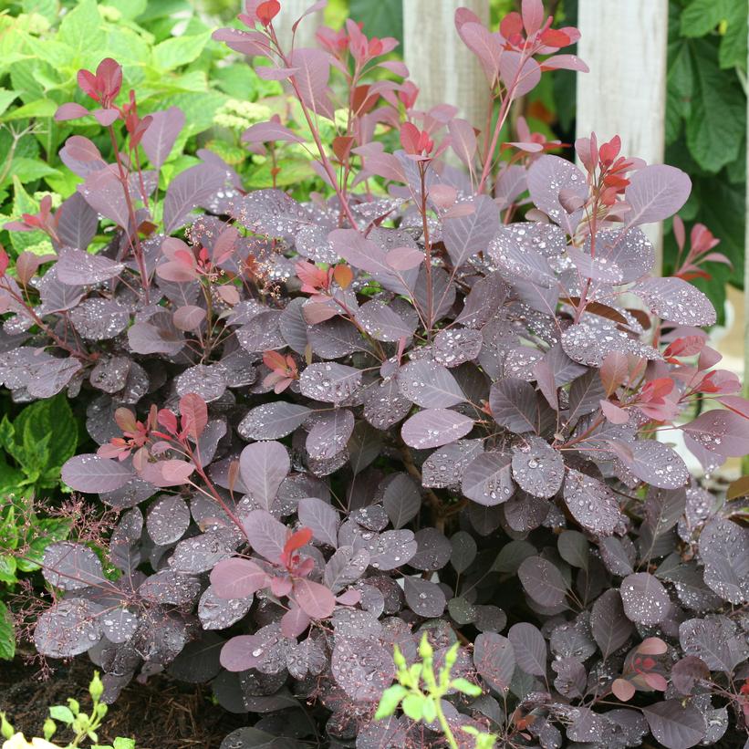COTINUS `WINECRAFT BLACK`