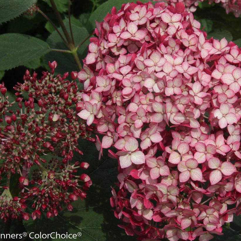 HYDRANGEA ARB. INVINCIBELLE `RUBY`