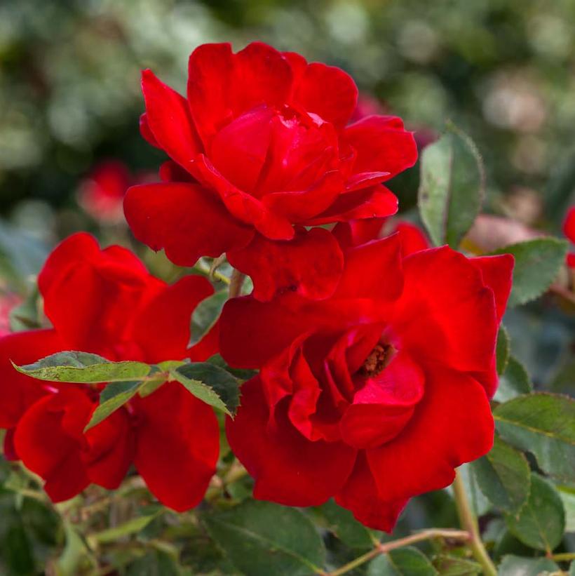 ROSA `BRICK HOUSE`