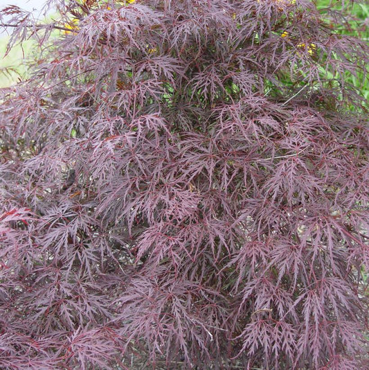 ACER PAL. DIS. `TAMUKEYAMA`