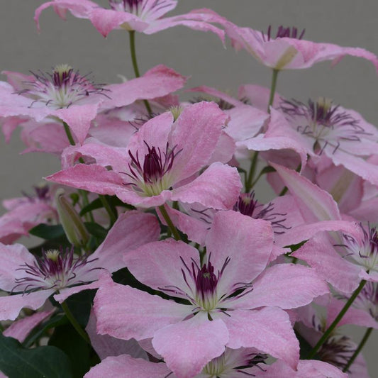CLEMATIS `SARAH ELIZABETH`
