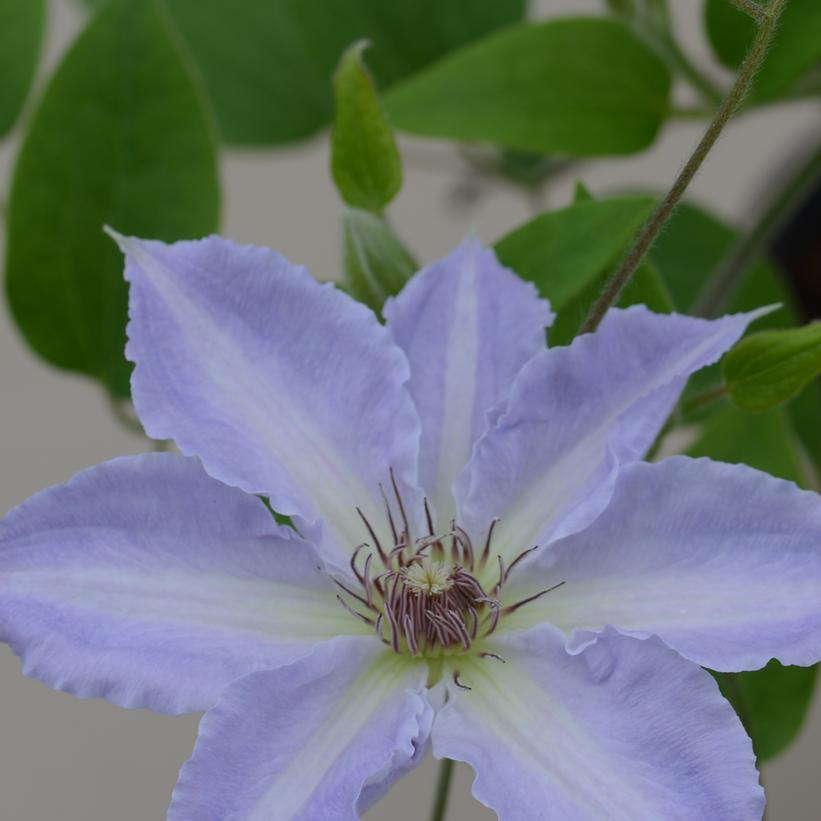 CLEMATIS `TRANQUILITE`