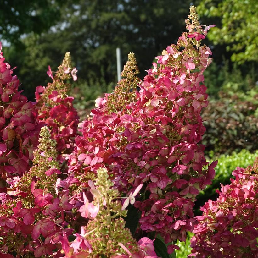 HYDRANGEA PAN. `CANDELABRA`