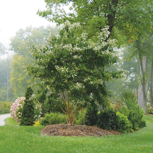 HEPTACODIUM MICONIOIDES `TEMPLE OF BLOOM`