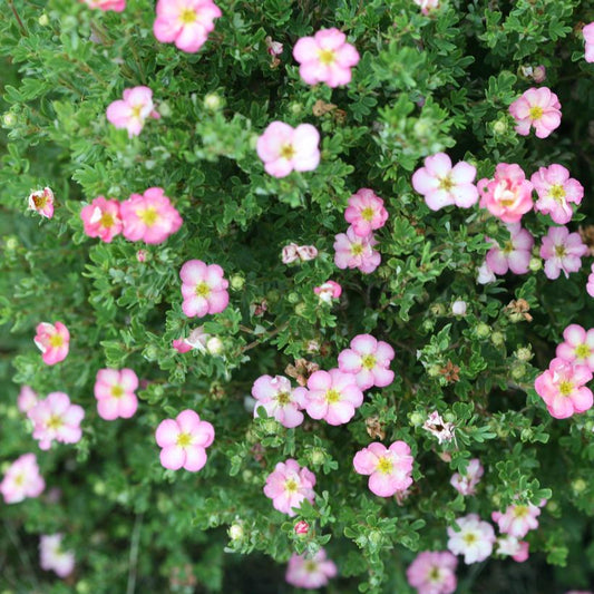 POTENTILLA FRUTICOSA HAPPY FACE `HEARTS`